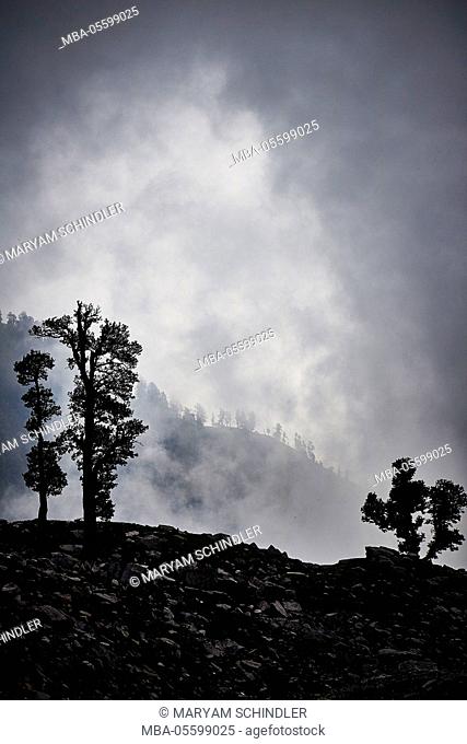 the Indian Himalayas, horses, Indrahar pass, snow summit, Dhauladhar, Himachal Pradesh, India