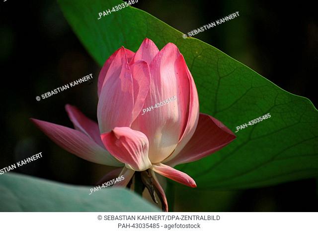 A lotus flower grows in Bagan, Myanmar, on 31 March 2013. Photo: Sebastian Kahnert | usage worldwide. - Bagan/Birma