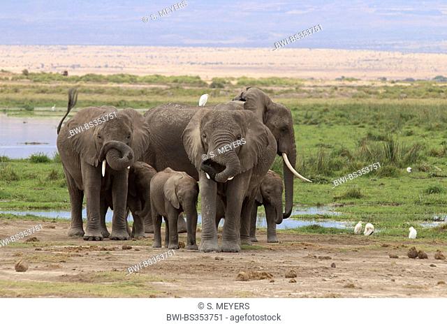African elephant (Loxodonta africana), herd of elephants at a waterhole, Kenya, Amboseli National Park