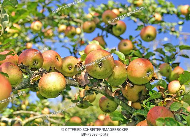 Apples (Goldparmäne) on the tree