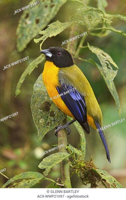 Black-chinned Mountain-Tanager Anisognathus notabilis perched on a branch at the Mindo Loma reserve in northwest Ecuador