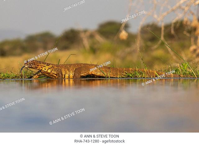 Water monitor (leguaan) (Varanus niloticus), Zimanga private game reserve, KwaZulu-Natal, South Africa, Africa