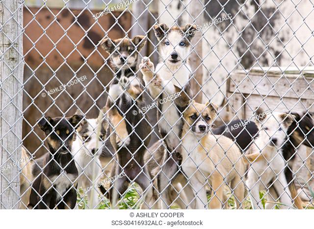 dog sled puppies on Shishmaref a tiny island between alaska and siberia in the Chukchi sea is home to around 600 inuits or eskimos As hunter gatherers their...