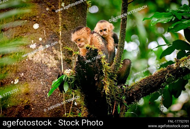 Panama capuchin (Cebus imitator), Uvita, Costa Rica, Central America|Panamanian white-faced capuchin (Cebus imitator), Uvita, Costa Rica, Central America|