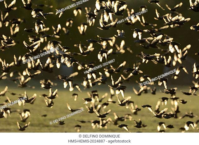 France, Doubs, Brognard, natural space of Allan, European Starling (Sturnus vulgaris), flight of a group of starlings against the light seeking