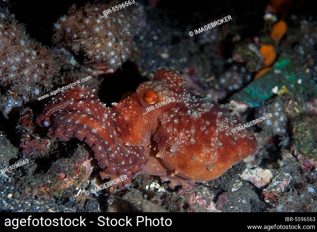 Octopus, starry night octopus (Octopus luteus), Octopus, Other animals, Cephalopods, Animals, Molluscs, Starry Night Octopus (Callistoctopus luteus) adult