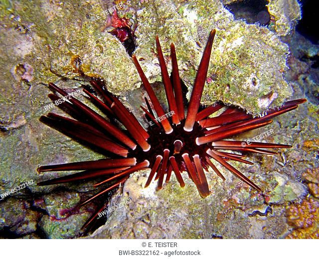 slate pencil urchin (Heterocentrotus mammillatus), at the coral reef, Egypt, Red Sea