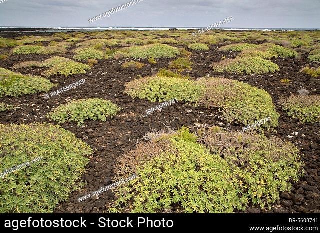 Habit of balsam spurge (Euphorbia balsamifera) colonising the recent lava flow on the coast, Malpais de la Corona, Lanzarote, Canary Islands
