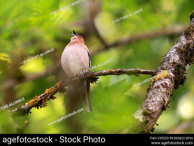 29 May 2023, Saxony-Anhalt, Benneckstein: A chaffinch (Fringilla coelebs) sits on a branch, attracted by the finch competition