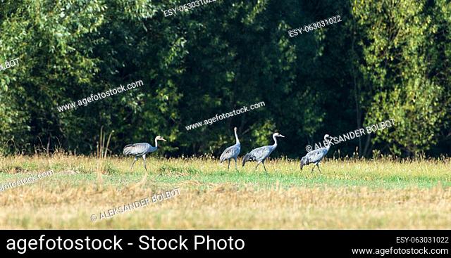 Four Cranes(Grus grus) in summertime field, Podlaskie Voivodeship, Poland, Europe