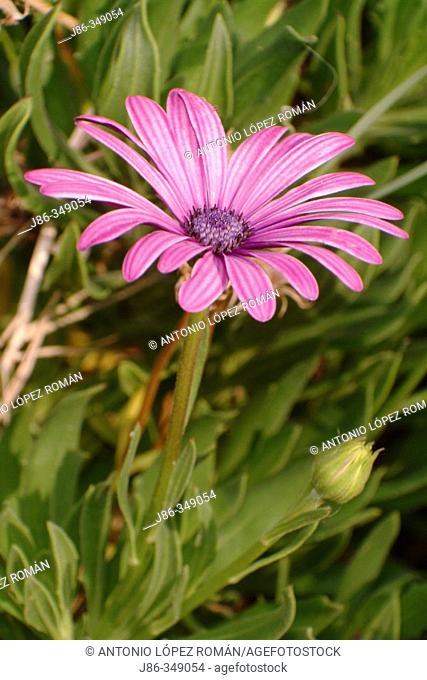 Cape Marigold (Dimorphoteca sp.)