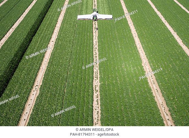 A so-called 'Gurkenflieger' rides with harvest workers across a field near Plattling,  Germany, 05 July 2016. The cucumber harvest is currently running at full...