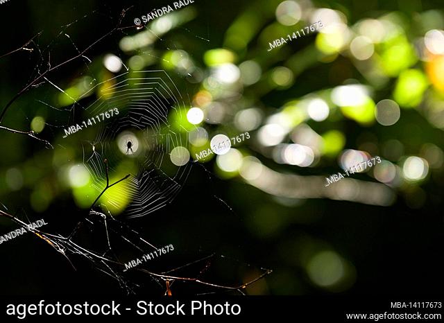 a spider has woven its web in the branches, sunlight falls through the leaves and sets colorful reflections, in the forest at totengrund