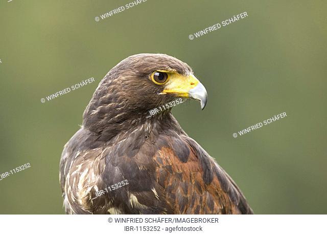 Harris Hawk (Parabuteo unicinctus), Wildlife park Daun, Rhineland-Palatinate, Germany, Europe