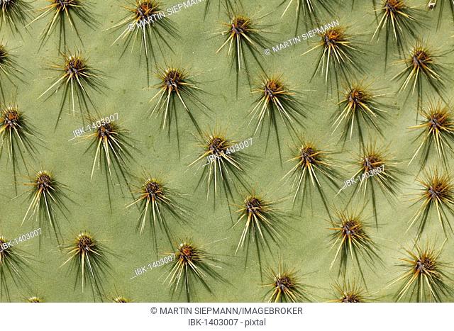 Spines of a Prickly Pear (Opuntia)