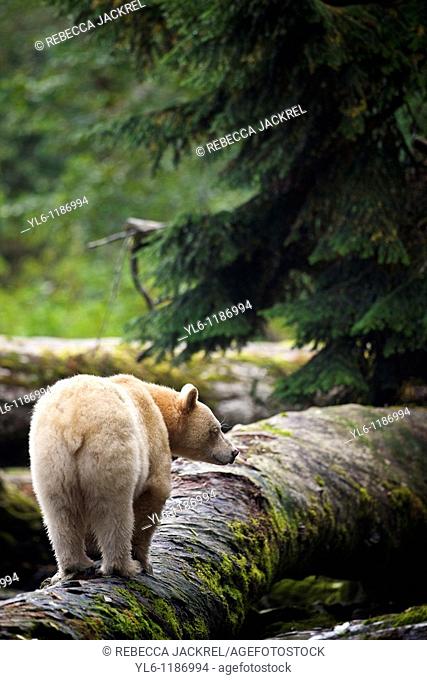 North America, Canada, British Columbia, Princess Royal Island, Great Bear Rainforest  Kermode Black Bear
