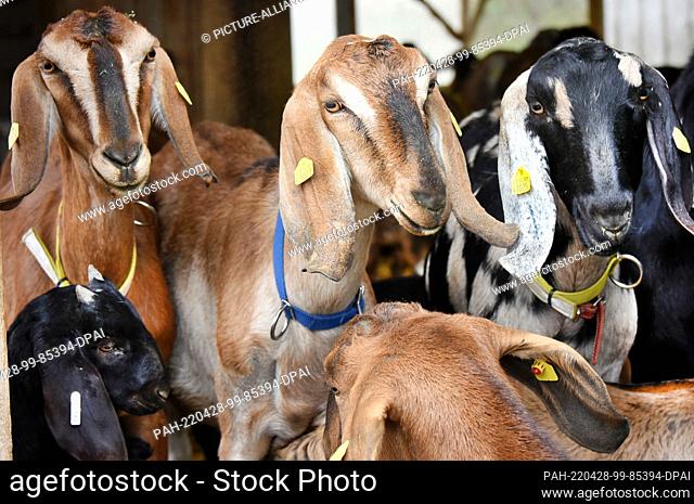 29 March 2022, Saxony, Lichteneichen/ Mügeln: On the organic goat farm ""Caprinenhof"" of Sven Kloy and his partner, the veterinarian Katja Loßner