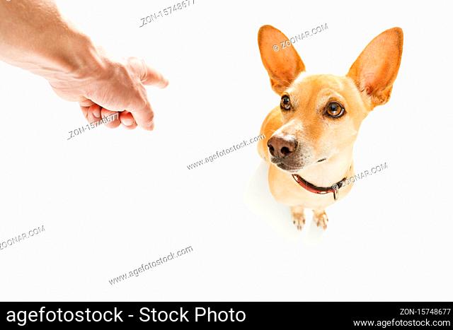 chihuahua being punished by owner for very bad behavior , with finger pointing at dog