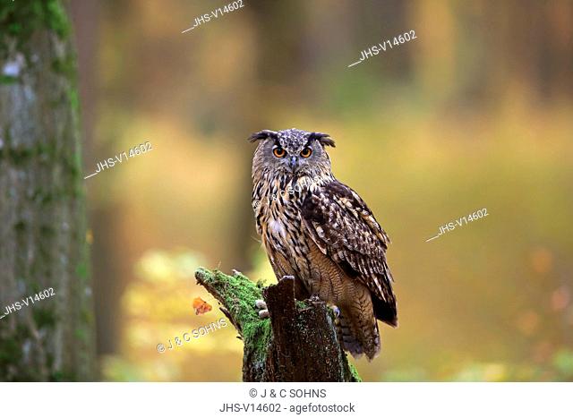 Eurasian Eagle Owl, (Bubo bubo), adult on branch alert, Rimavska Sobota, Slovak Republic, Europe
