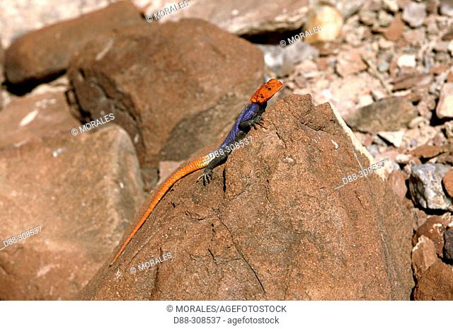 Namibian Rock Agama (Agama planiceps), male