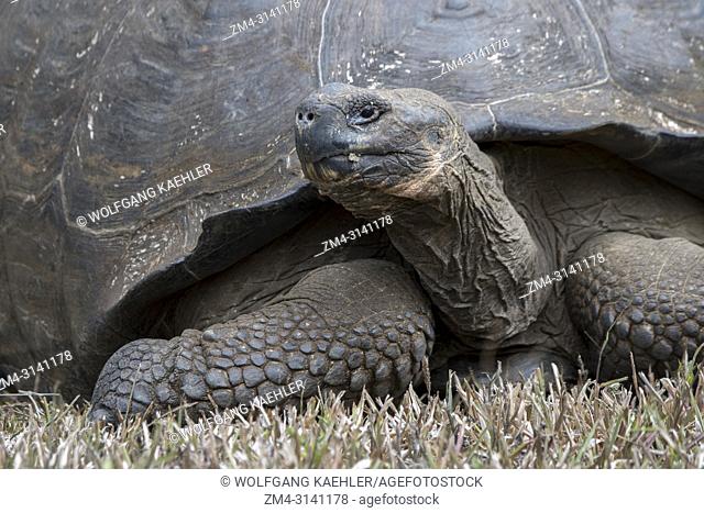 Close-up of giant Galapagos tortoise (Geochelone elephantopus) in the highlands of Santa Cruz Island in the Galapagos Islands, Ecuador