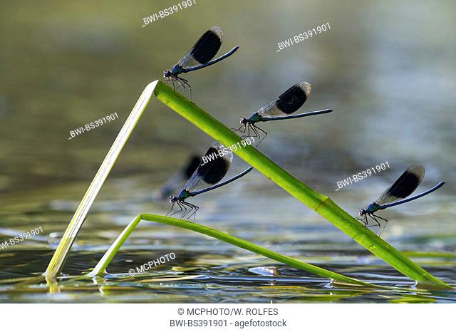 banded blackwings, banded agrion, banded demoiselle (Calopteryx splendens, Agrion splendens), four banded blackwings on buckled blades of reed, Germany