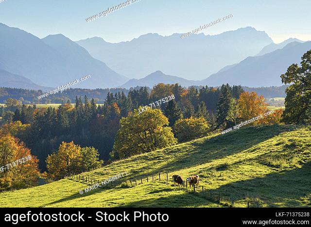 Magnificent view from the Aidlinger HÃ¶he towards the Wetterstein Mountains on an October evening, Aidling, Murnau, Bavaria, Germany, Europe