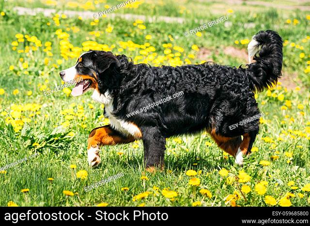 Farm Dog Bernese Mountain Dog Berner Sennenhund Play Outdoor In Green Spring Meadow With Yellow Flowers. Playful Pet Outdoors. Bernese Cattle Dog