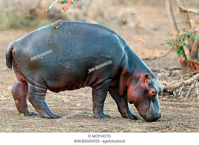 hippopotamus, hippo, Common hippopotamus (Hippopotamus amphibius), juvenile in the savannah with Red-billed Oxpecker (Buphagus erythrorhynchus) on the back
