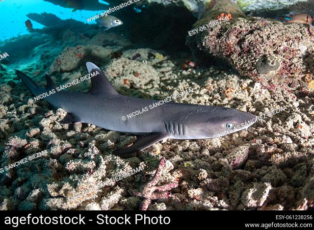 Whitetip reef shark resting under a table coral
