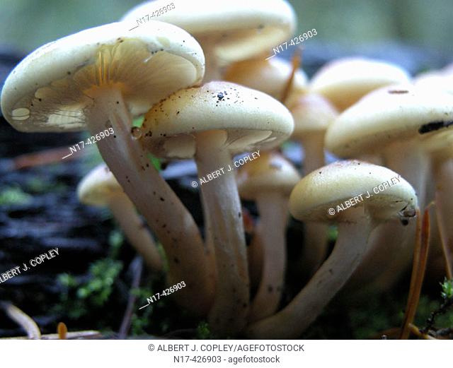Mushrooms in rainforest. Oregon, USA