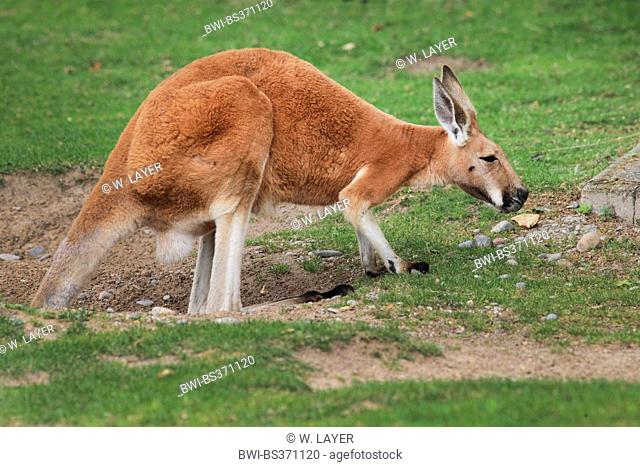red kangaroo, plains Kangaroo, blue flier (Macropus rufus, Megaleia rufa), male