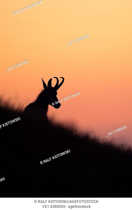 Chamois ( Rupicapra rupicapra ) lying, resting in grass of an alpine meadow, silhouetted against purple coloured evening sky, Europe
