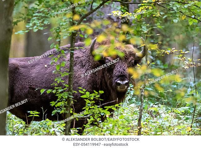 Free ranging european bison bull in autumnal forest, Bialowieza Forest, Poland, Europe