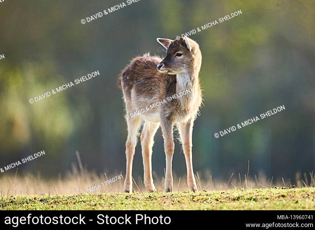 Fallow deer (Dama dama), meadow, standing