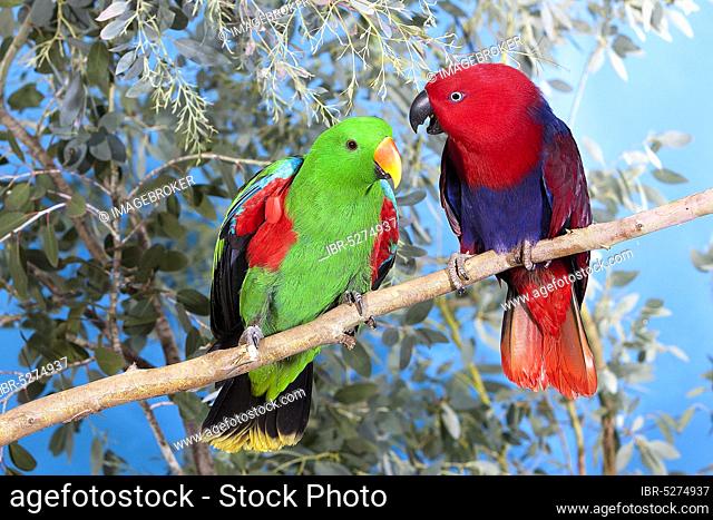 Eclectus Parrot (eclectus roratus), Pair on Branch, Male (green) and Female (Red)