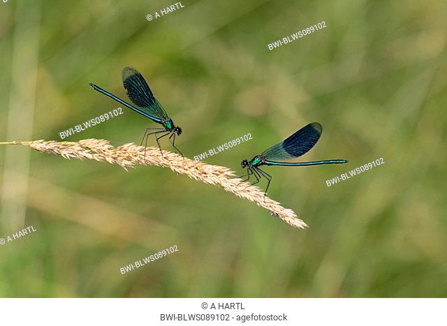 banded blackwings, banded agrion, banded demoiselle Calopteryx splendens, Agrion splendens, rivalling males, Germany, Bavaria
