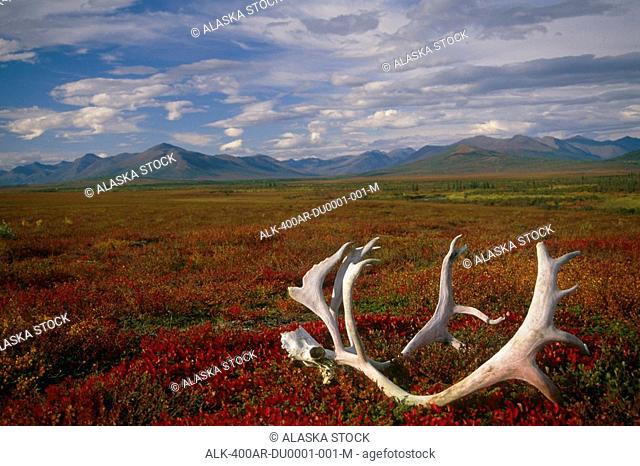 Arctic Tundra @ Kobuk River Valley Kobuk Valley NP AK/nAutumn