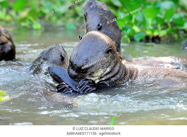 Giant Otter, or Giant Brazilian Otter (Pteronura brasiliensis) in the Pantanal of Mato Grosso State, Center-West of Brazil