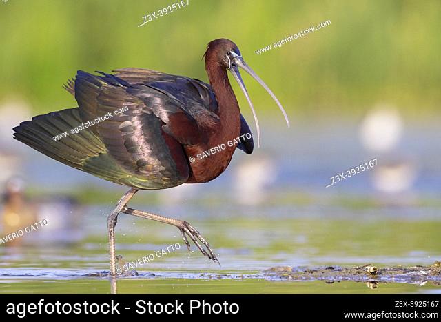 Glossy Ibis (Plegadis falcinellus), side view of an adult walking in a marsh, Campania, Italy