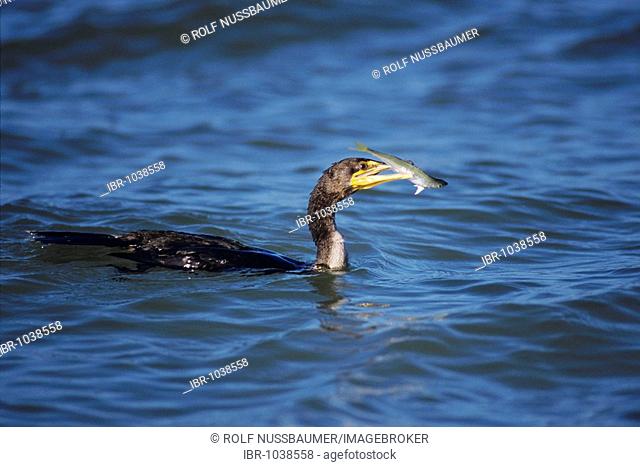 Double-crested Cormorant (Phalacrocorax auritus), adult swimming with fish prey, Sanibel Island, Florida, USA