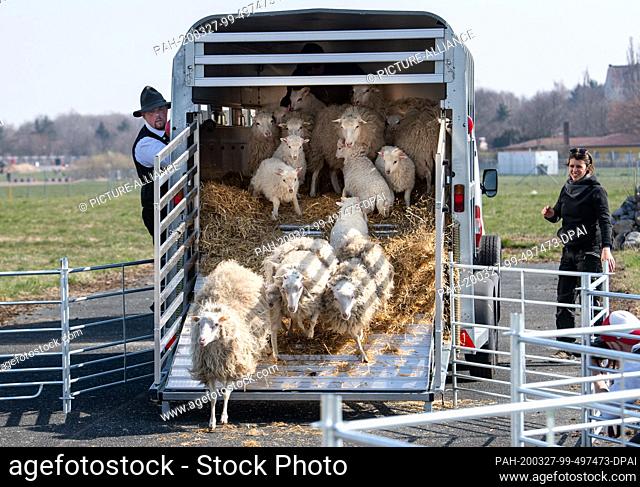 27 March 2020, Berlin: Shepherd Frank Wasem (l) and Josephine Neumann von Grün Berlin GmbH load Skudden sheep on Tempelhofer Feld from a trailer