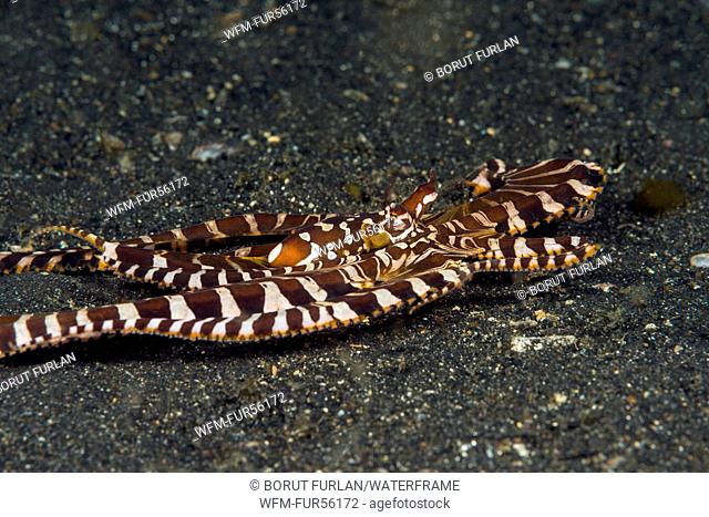 Wunderpus Octopus, Wunderpus photogenicus, Lembeh Strait, North Sulawesi, Indonesia