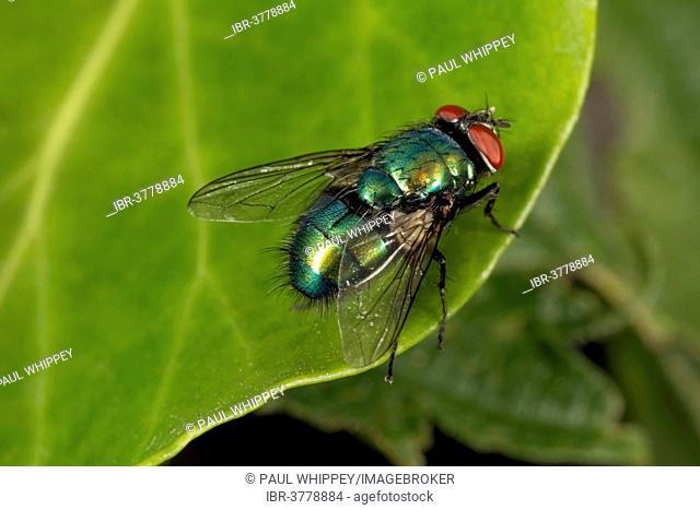 Bluebottle fly (Calliphora vomitoria), Wales, United Kingdom