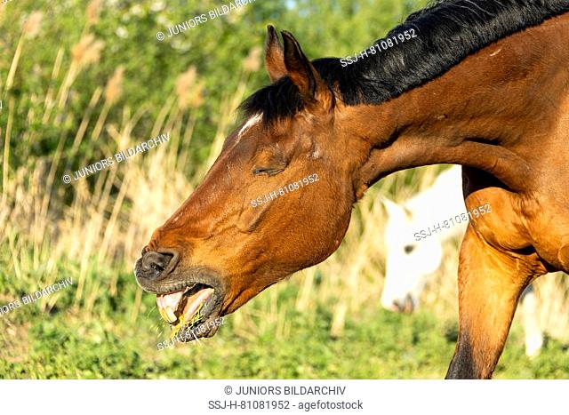 Oldenburg Horse. Bay adult coughing. Germany