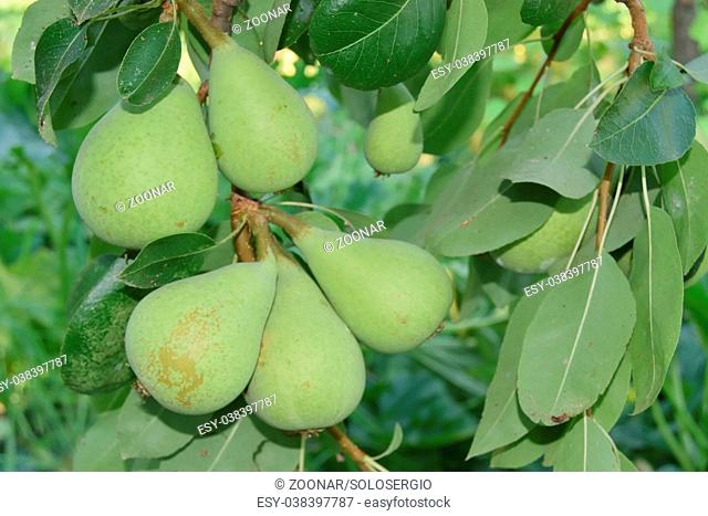 closeup of unripe pears yet on the tree