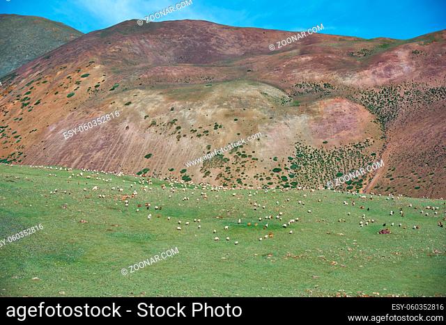 Goats and sheeps graze on mountain steppe pasture in natural mountain boundary Tsagduult, western Mongolia