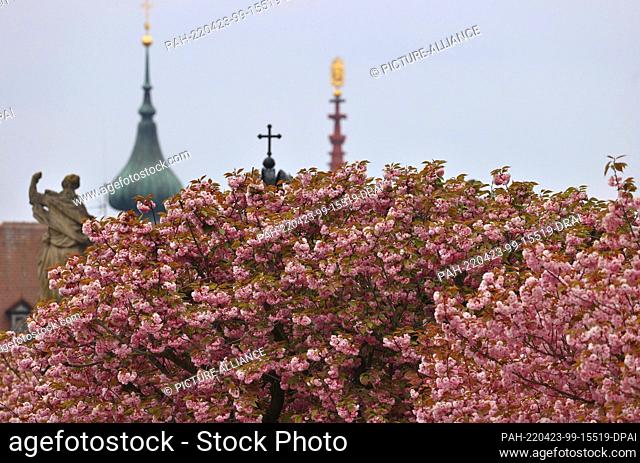 23 April 2022, Bavaria, Würzburg: Church towers of the old town can be seen behind blooming Japanese ornamental cherries