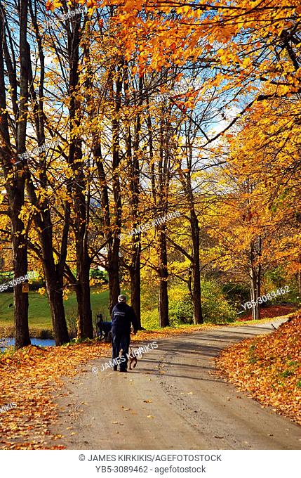 An adult man walks his dog along a country road in autumn in New England