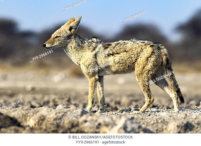 Black-backed Jackal (Canis mesomelas) - Onkolo Hide, Onguma Game Reserve, Namibia, Africa